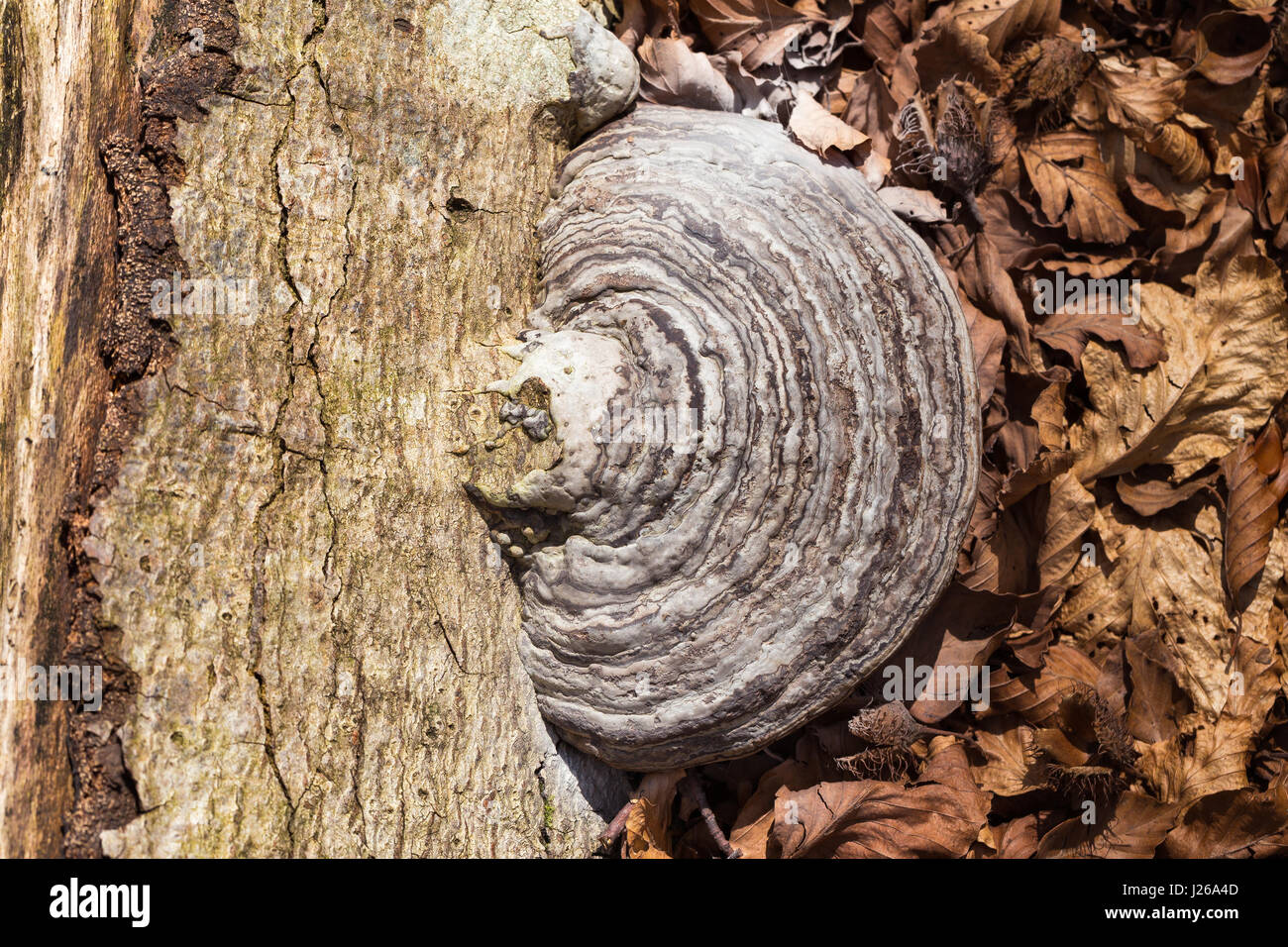 Bois de champignon. Coffre. Le plateau de Cansiglio. Prealpi Venete. Vénétie. Italie, Europe. Banque D'Images