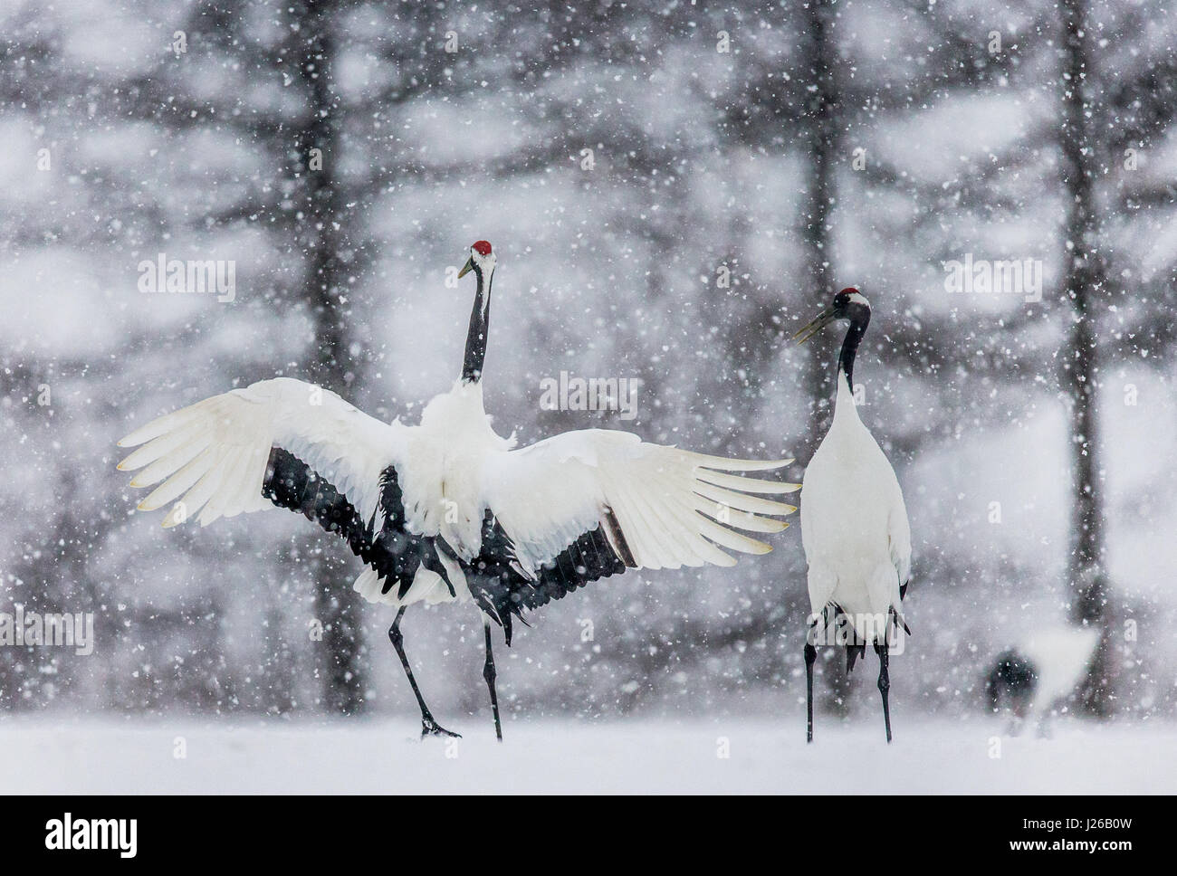 Deux grues japonaises se tenir dans la neige. Le Japon. Hokkaido. Tsurui. Grande illustration. Banque D'Images