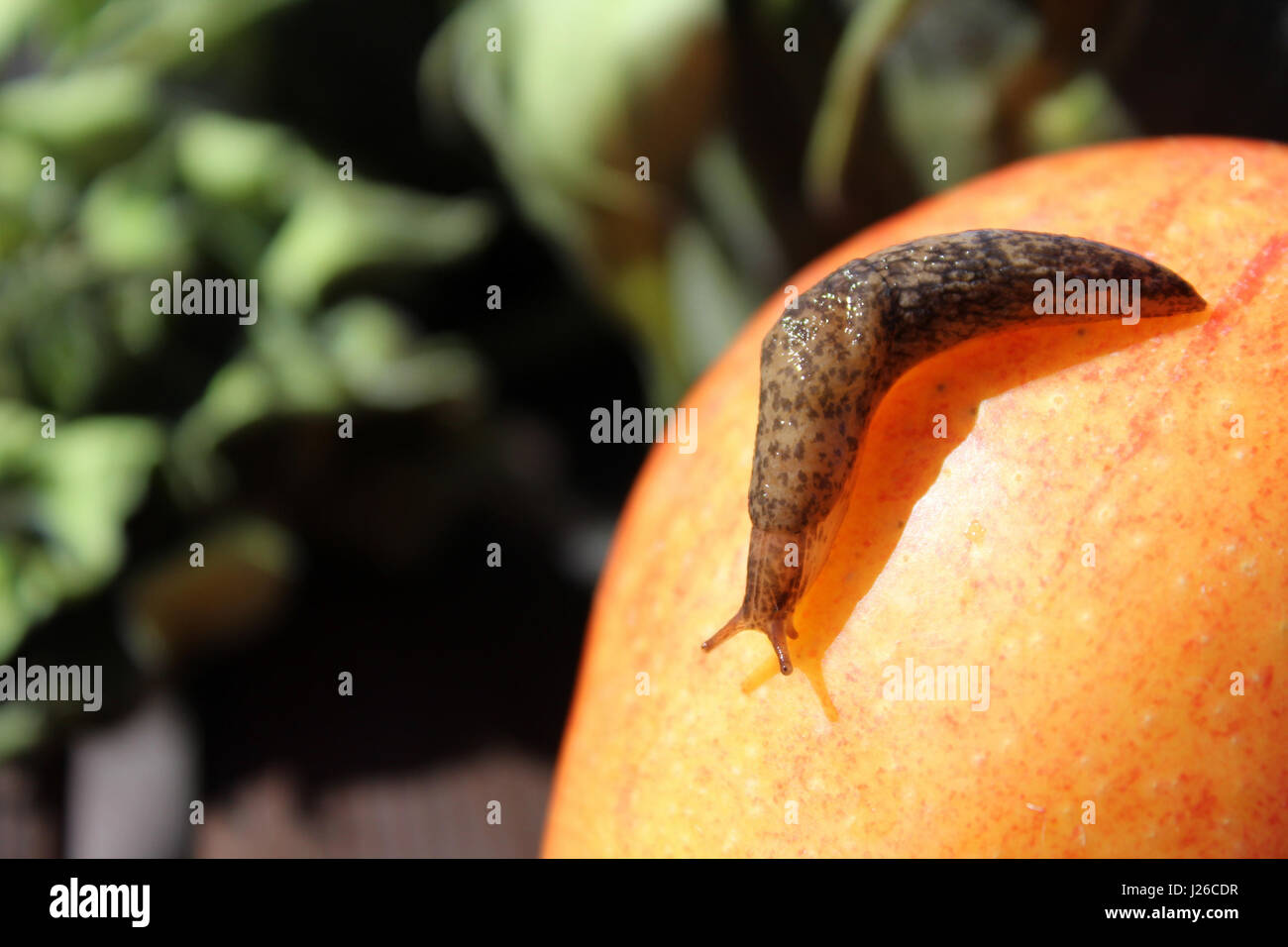 Slug avec ombre ramper sur une pomme. Banque D'Images