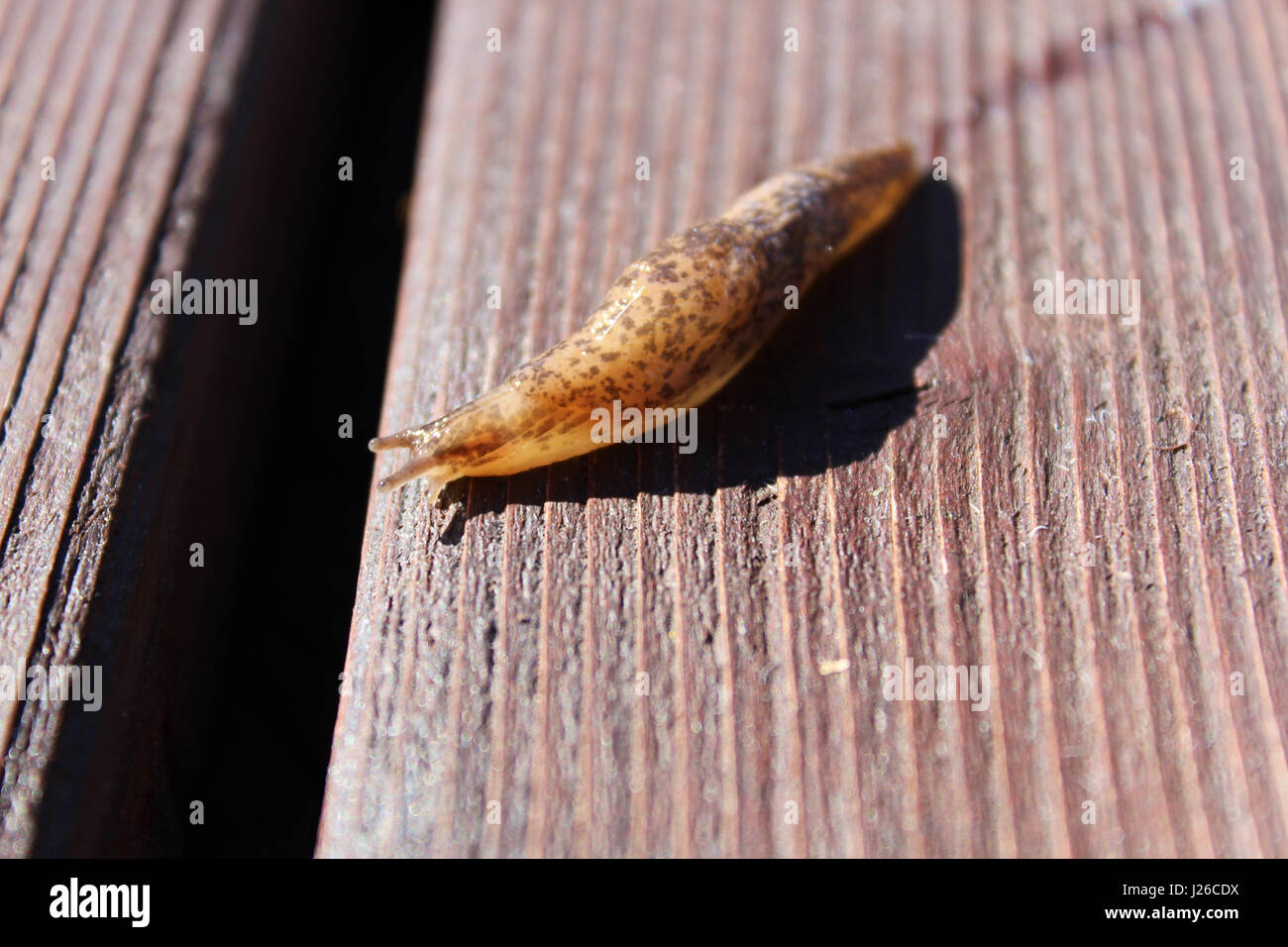 Slug monter sur le sentier du Bois de bitume. Banque D'Images