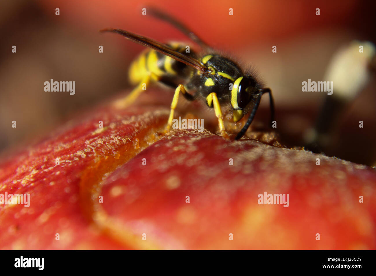 Vue macro d'une guêpe mangeant une pomme rouge. Banque D'Images