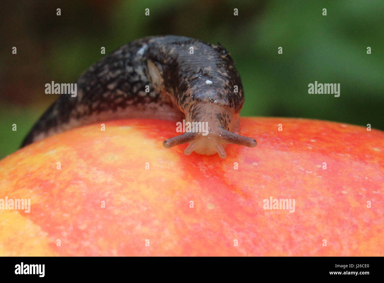 Slug ramper sur une pomme rouge. Banque D'Images