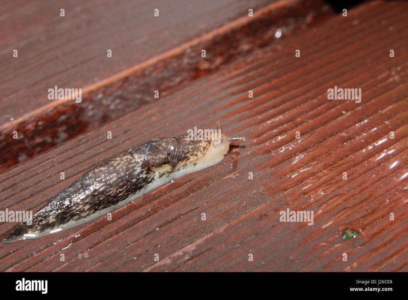 Slug monter sur le bois humide. Banque D'Images