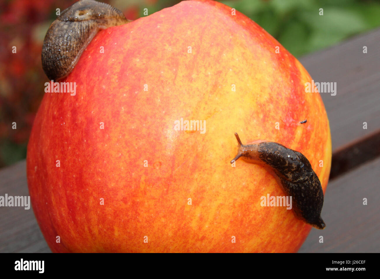 Slug monter sur une pomme rouge. Banque D'Images
