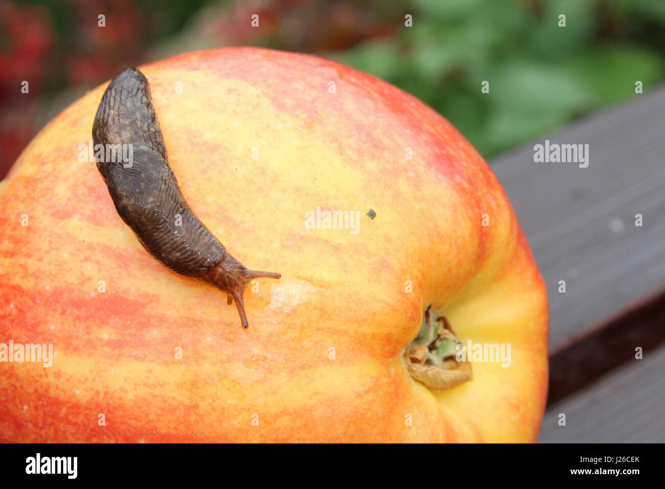 Slug monter sur une pomme rouge. Banque D'Images