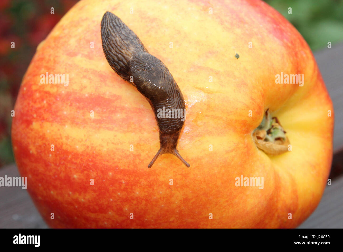 Slug monter sur une pomme rouge. Banque D'Images