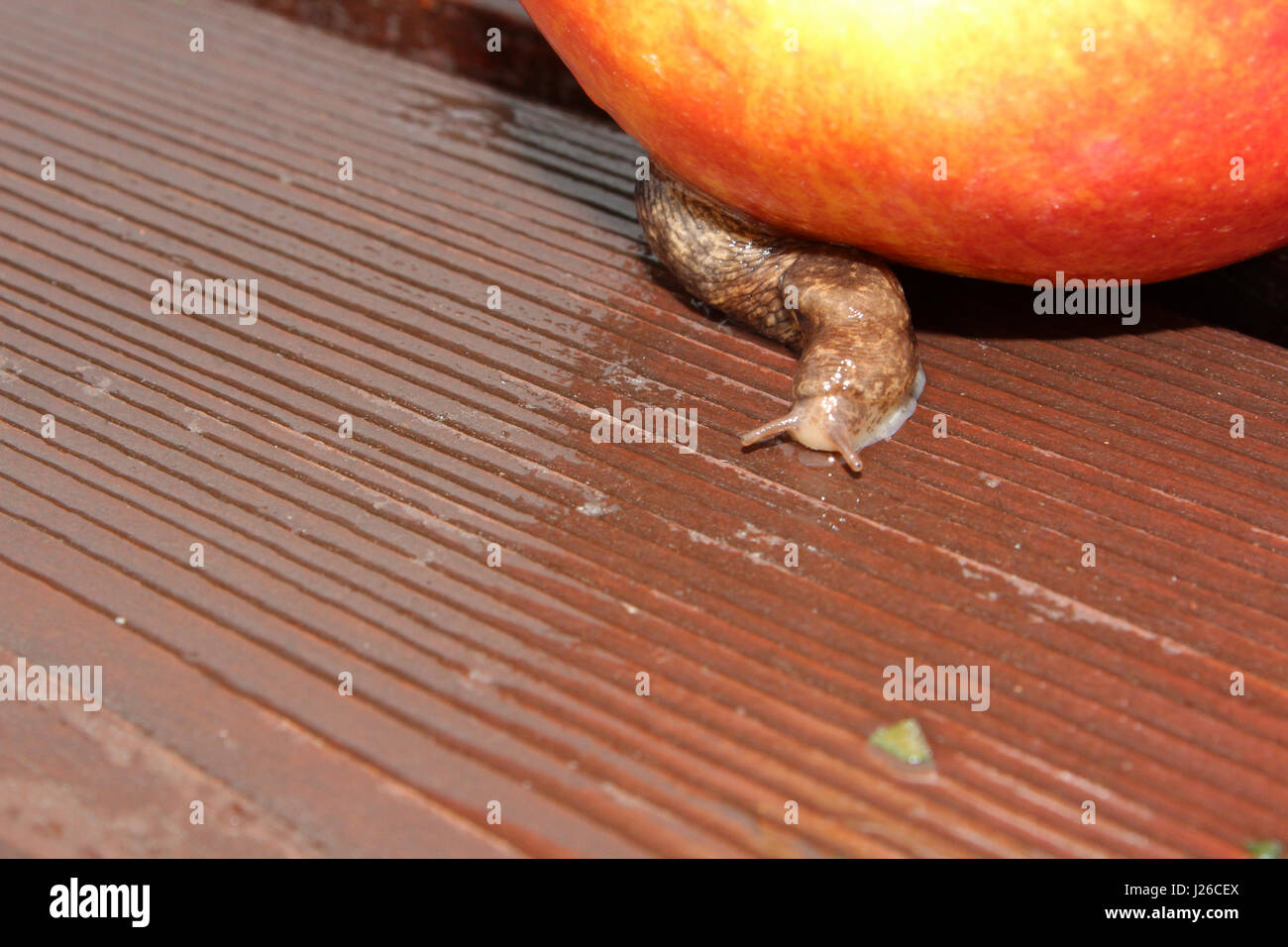 Slug monter sur le bois humide à côté d'une pomme. Banque D'Images