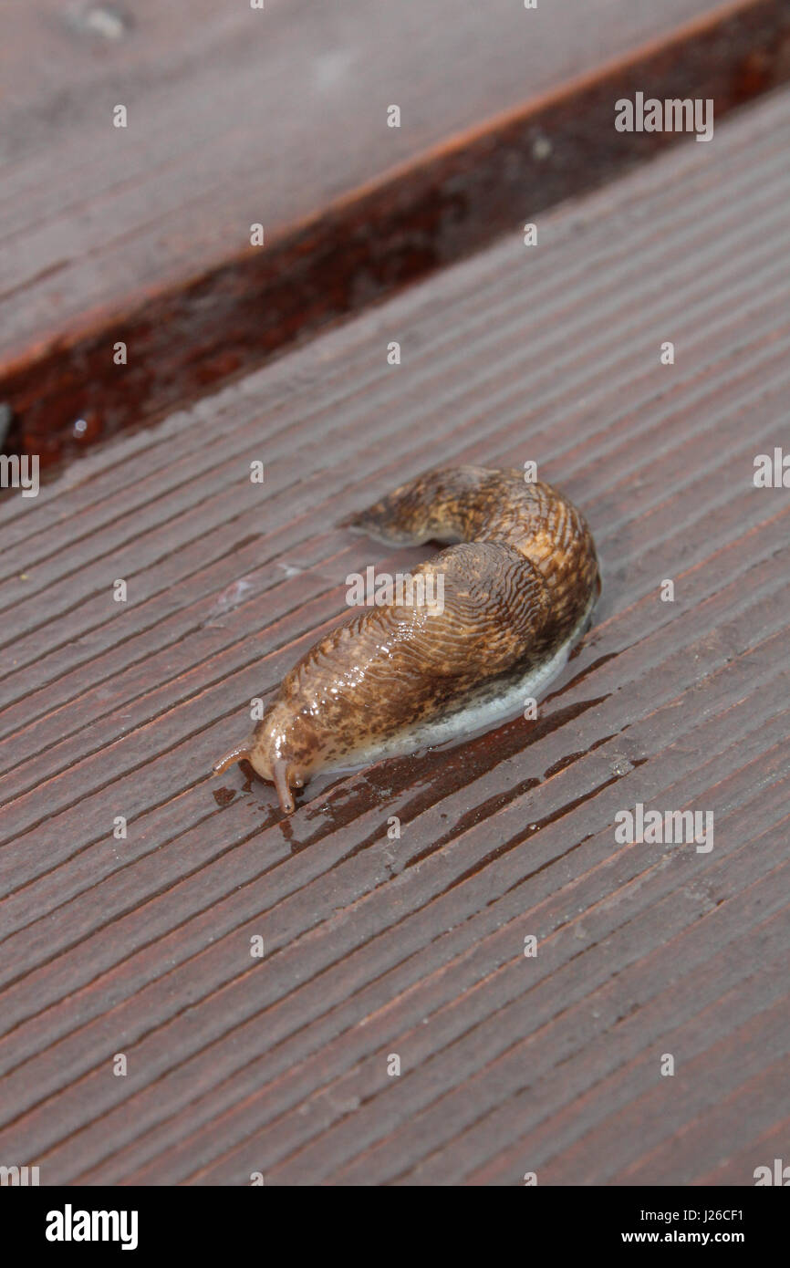 Slug monter sur le bois humide. Banque D'Images