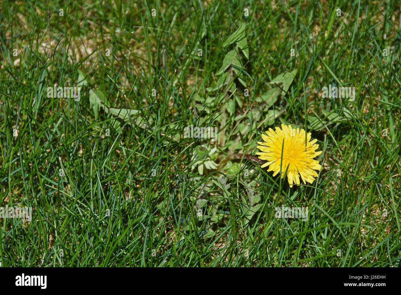 Pissenlit jaune dans de mauvaises herbes pelouse Banque D'Images