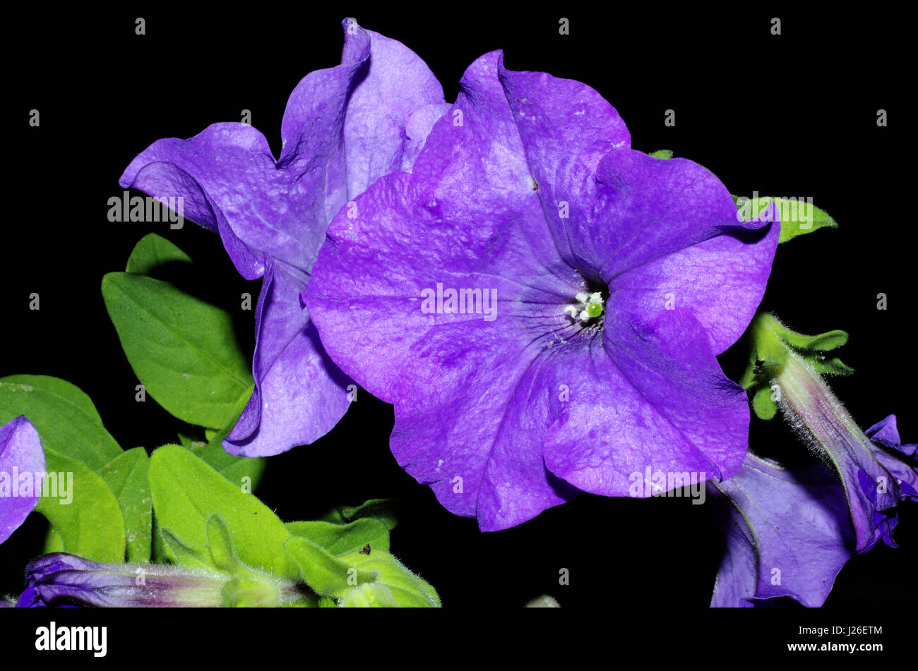 Violet surfinia petunia Banque D'Images