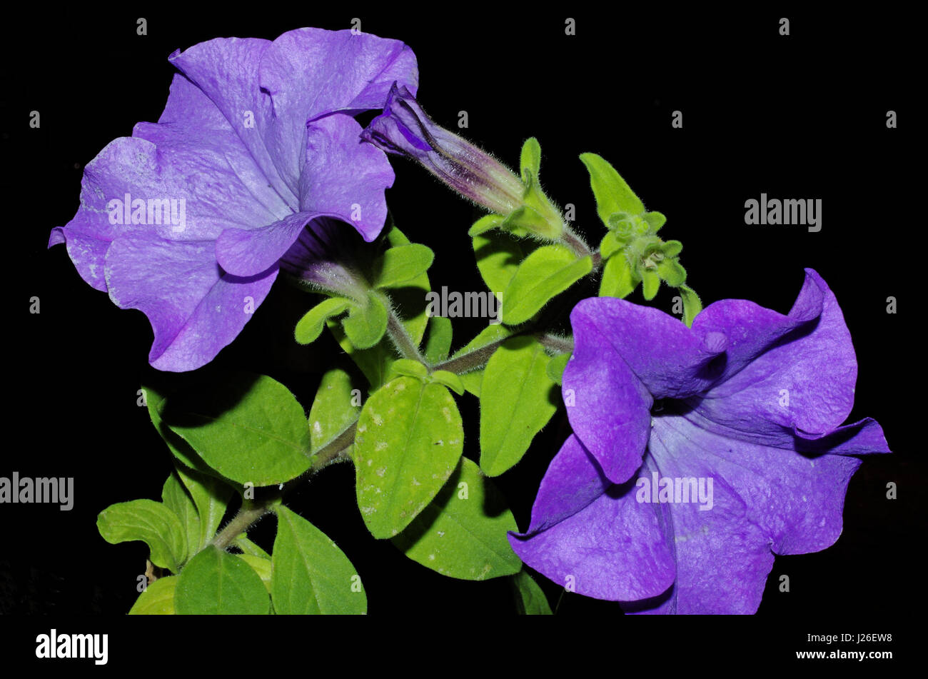 Violet surfinia petunia Banque D'Images