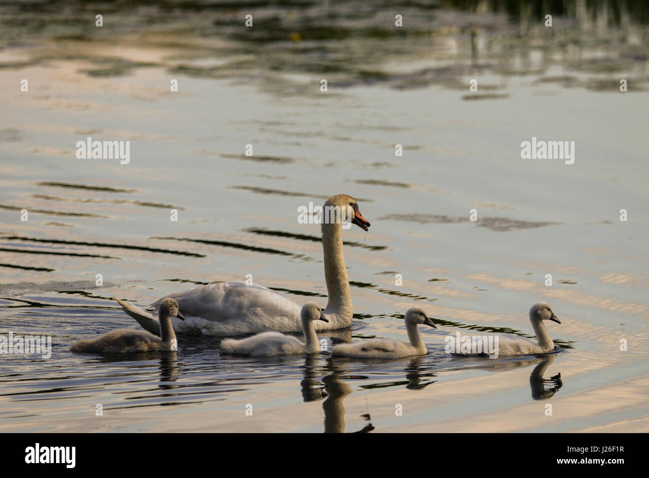 Cygne muet avec les jeunes animaux Banque D'Images