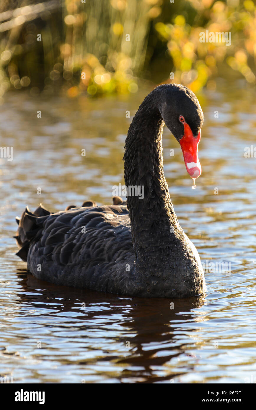 Black Swan sur un lac Banque D'Images