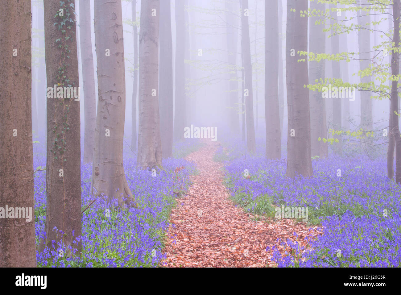 Un chemin à travers une belle forêt bluebell en fleurs. Photographié sur un matin brumeux dans la forêt de Halle (Hallerbos) en Belgique. Banque D'Images