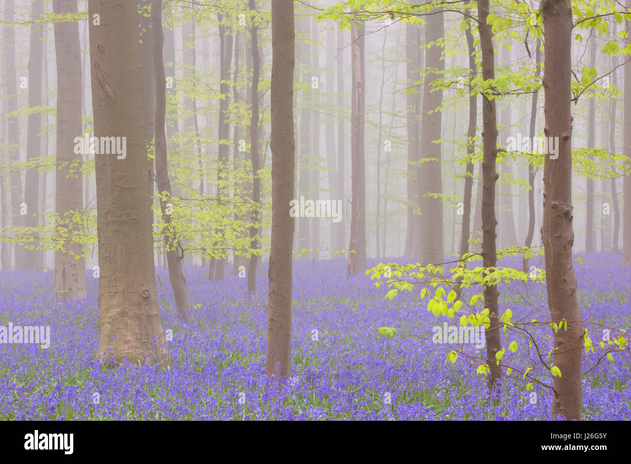 Une belle forêt bluebell en fleurs. Photographié sur un matin brumeux dans la forêt de Halle (Hallerbos) en Belgique. Banque D'Images