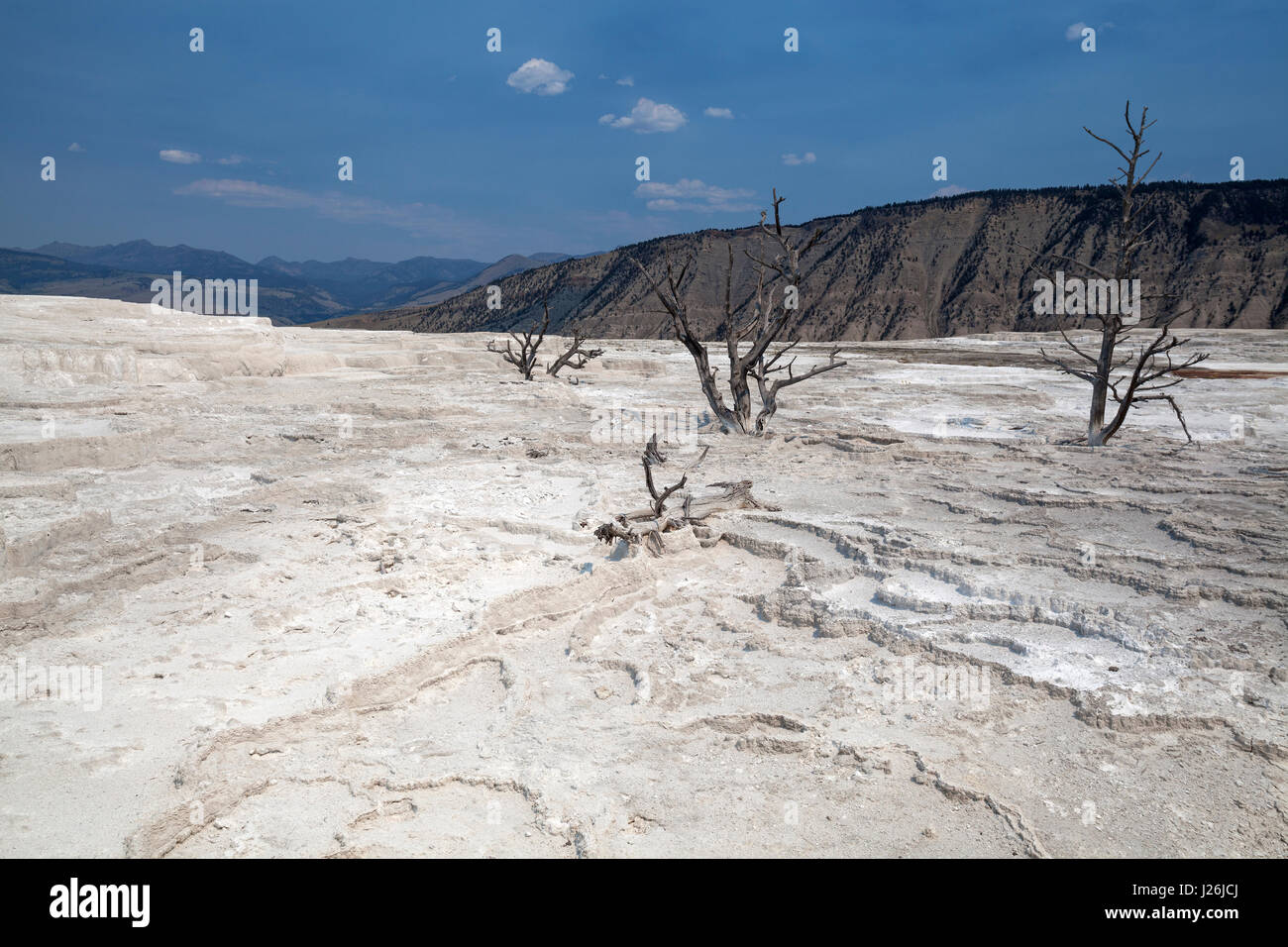 Arbres morts sur pied dans les gisements minéraux, les terrasses, terrasse principale, Mammoth Hot Springs, Parc National de Yellowstone Banque D'Images