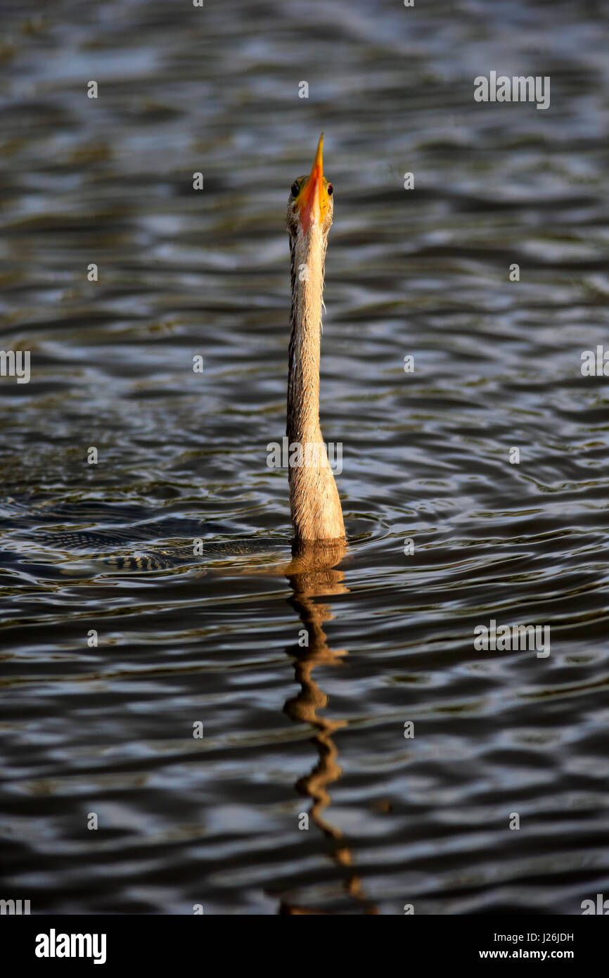 Snakebird (Anhinga anhinga), adulte, collant cou ouf l'eau, la nourriture, les terres humides, Wakodahatchee recherche Delray Beach, Florida, USA Banque D'Images
