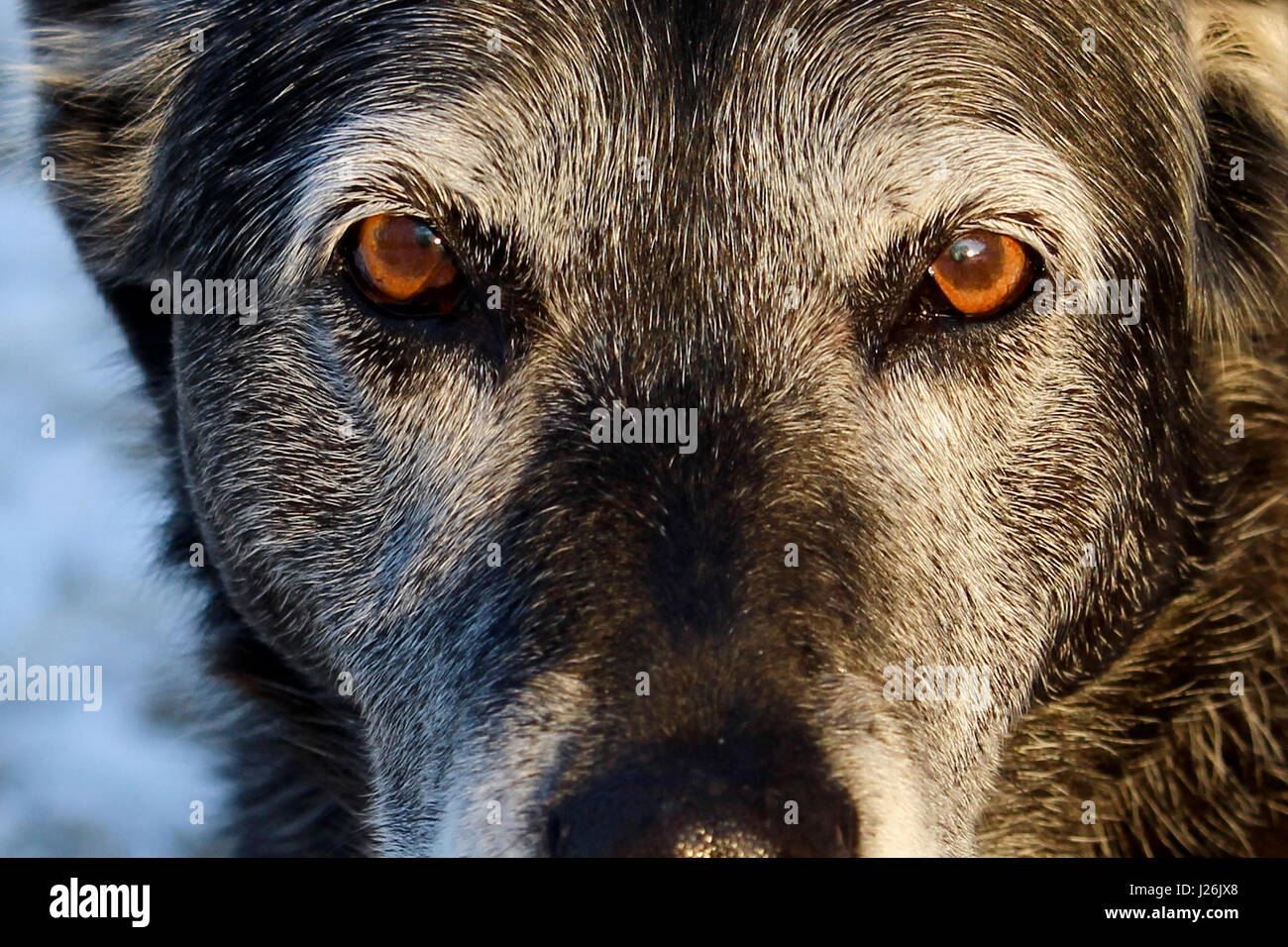 Chien Senior examiner sérieusement donner Banque D'Images