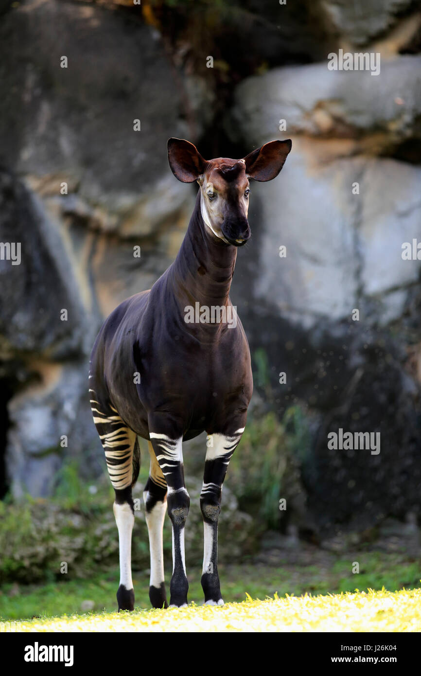 L'Okapi (Okapia johnstoni), adulte, l'occurrence d'alerte Congo, Afrique, captive Banque D'Images