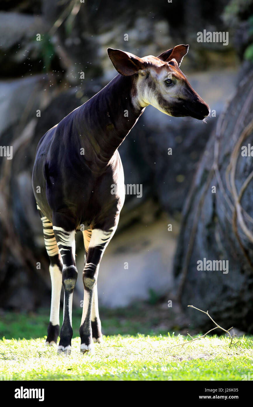 L'Okapi (Okapia johnstoni), adulte, l'occurrence d'alerte Congo, Afrique, captive Banque D'Images