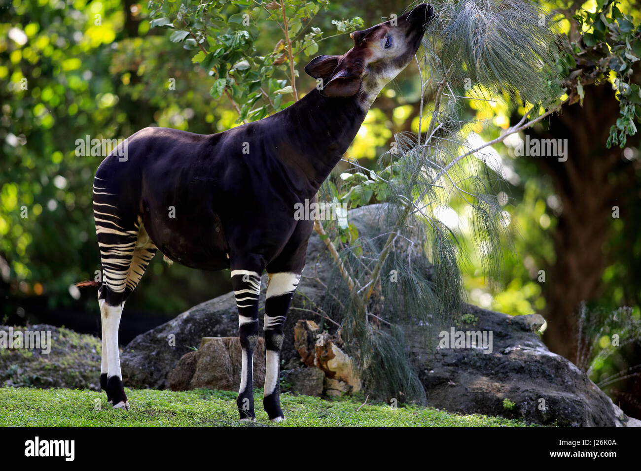 L'Okapi (Okapia johnstoni), des profils-manger, survenue en Afrique, captive Banque D'Images