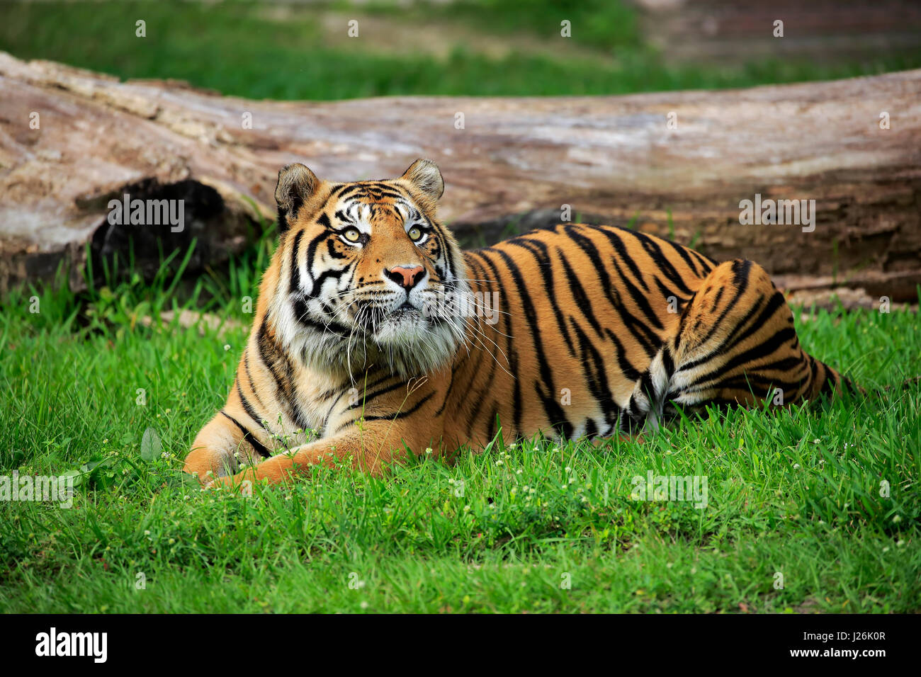 Tigre de Sumatra (Panthera tigris sumatrae), mâle adulte, alerte, survenue à Sumatra, l'Asie, captive Banque D'Images