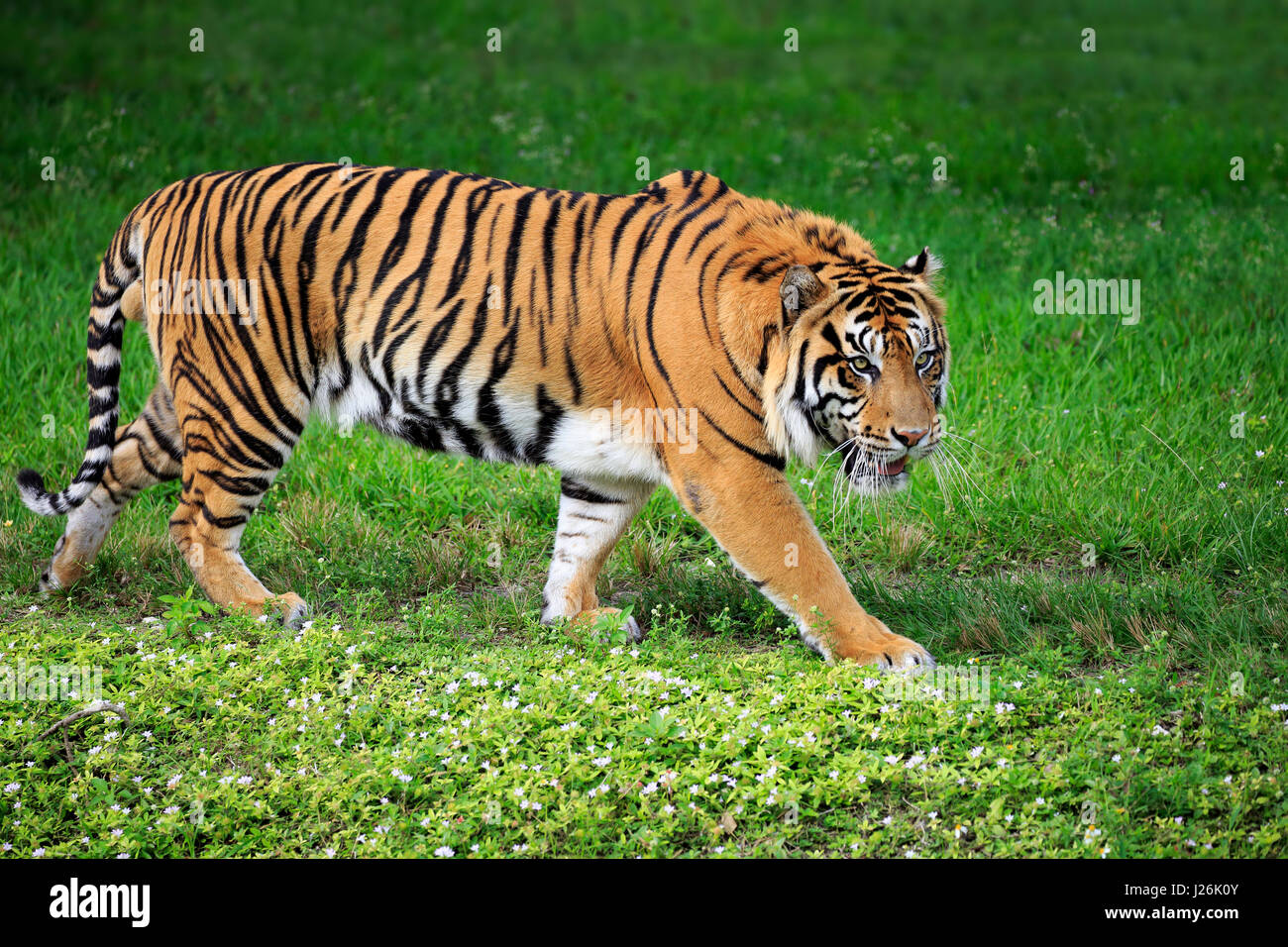 Tigre de Sumatra (Panthera tigris sumatrae) mâle adulte, d'exécution, l'occurrence à Sumatra, en Asie du sud-est, captive Banque D'Images