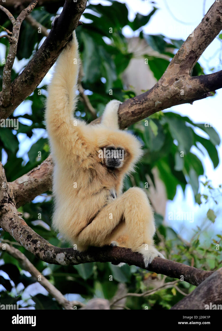 Main blanche, gibbon lar (Hylobates lar), femelle adulte sur arbre, survenue en Asie du sud-est, captive Banque D'Images