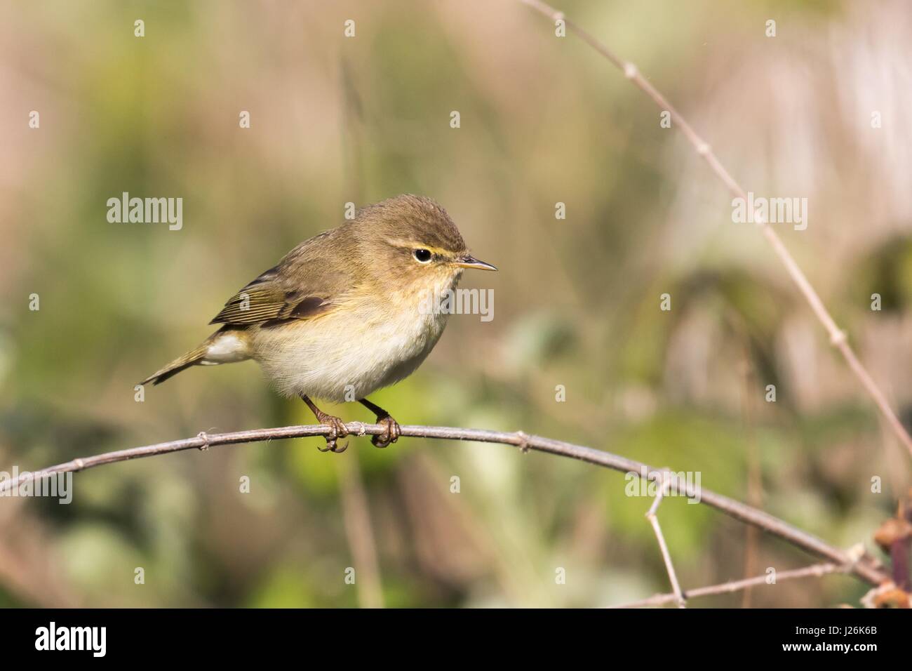 Willow Warbler (Phylloscopus trochilus) sur une branche, Hesse, Allemagne Banque D'Images