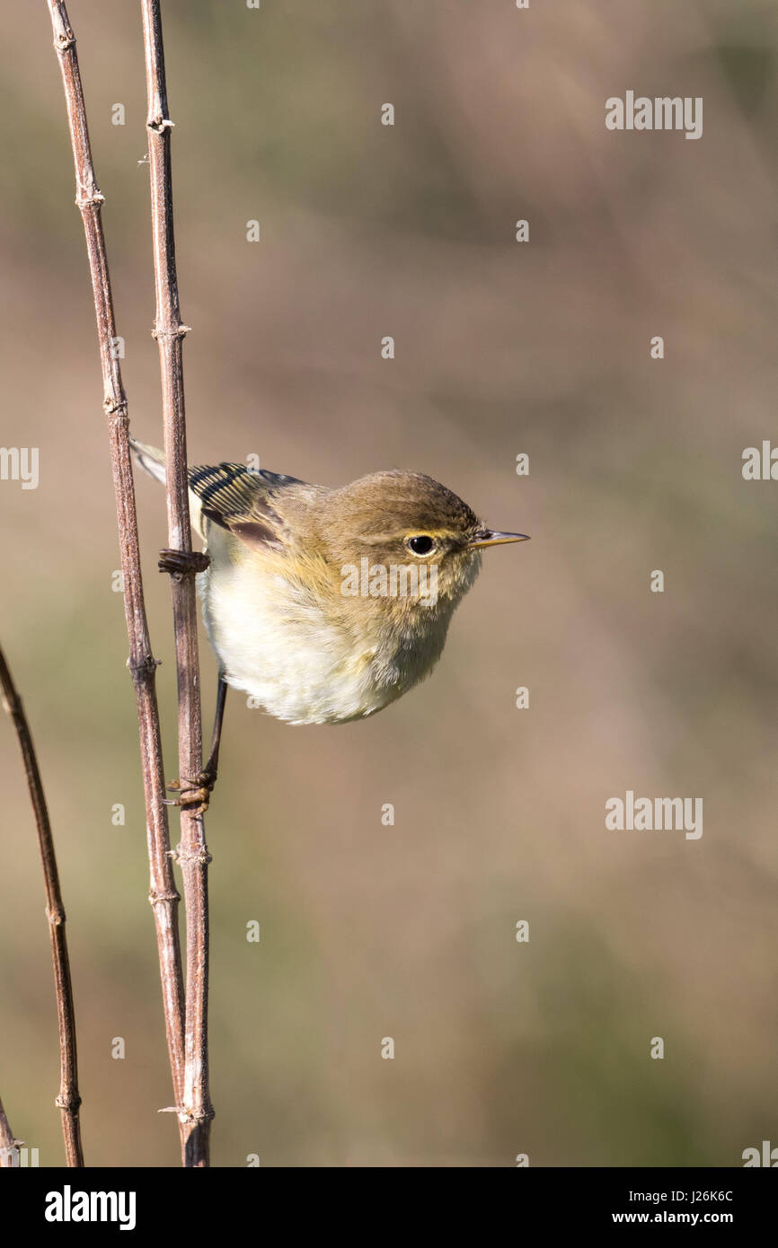 Willow Warbler (Phylloscopus trochilus) sur une branche, Hesse, Allemagne Banque D'Images