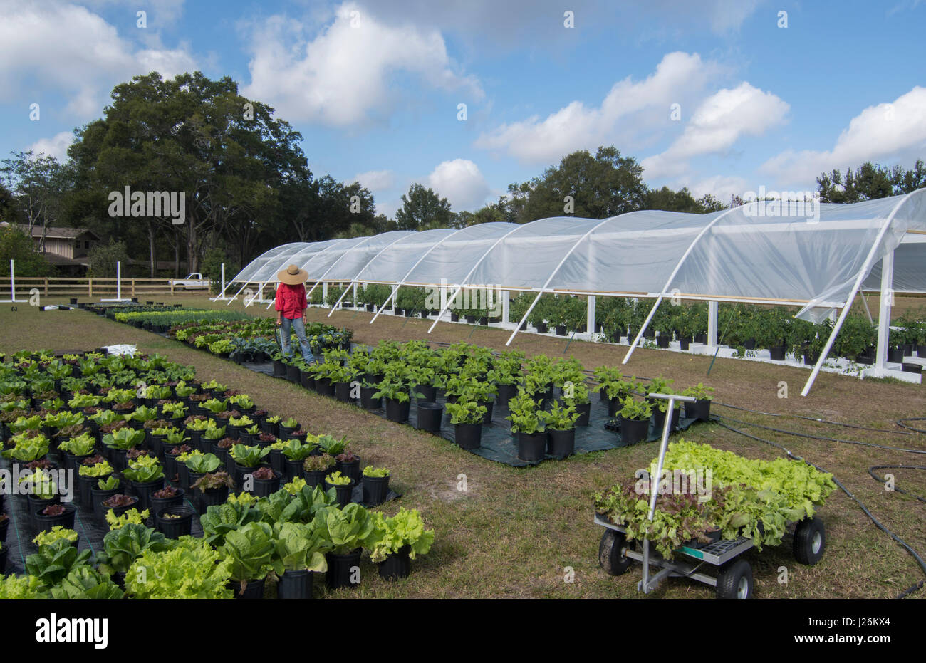 Central Florida home bio jardin de plantes et de légumes avec de l'agriculture femme dans la cour pour une saine alimentation et à la coopérative agricole de l'alimentation Banque D'Images
