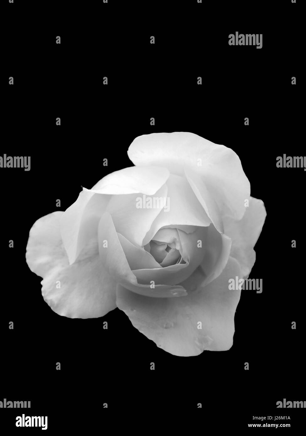 Rose blanche sur fond noir Banque de photographies et d'images à haute  résolution - Alamy