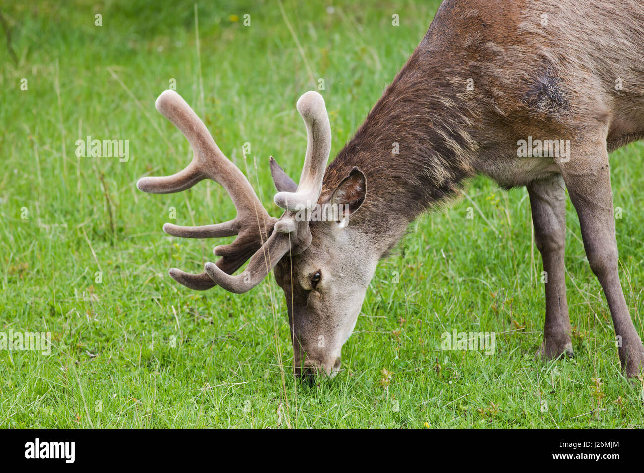 Deer avec de nouvelles cornes dans le Parc National des Abruzzes en Italie Banque D'Images