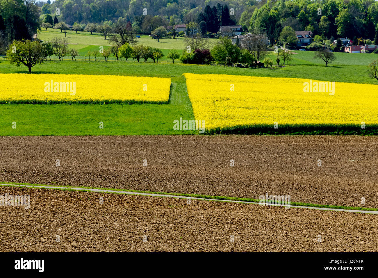 Domaines de colza en fleur en Suisse. Banque D'Images