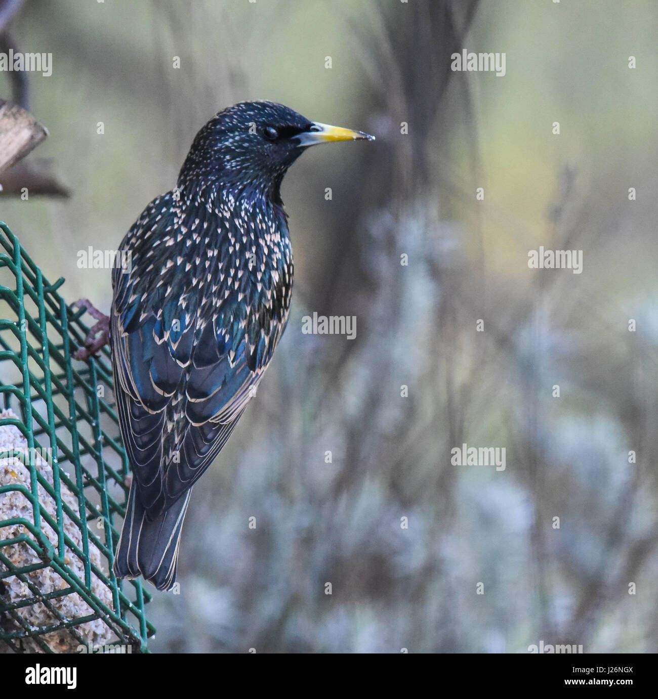 Faim oiseau posé sur un chargeur Banque D'Images