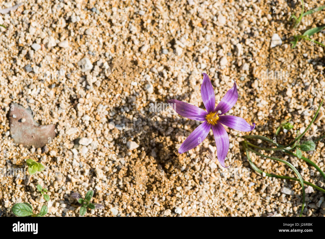 Crocus Sable frais ou de la fleur Clusiana Romulea fleurs sauvages espèces de Chypre Banque D'Images