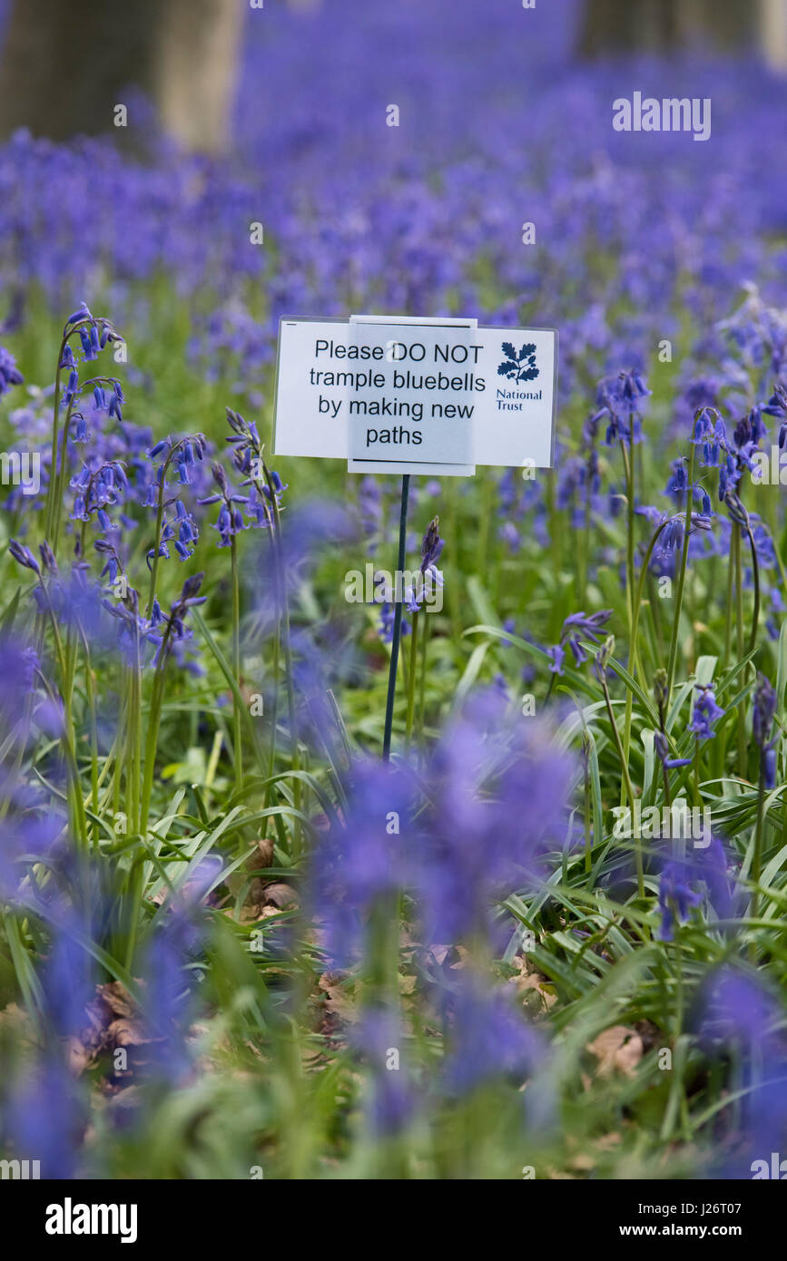 Veuillez ne pas piétiner bluebells en faisant de nouvelles voies signe dans un bois bluebell. Oxfordshire, Angleterre Banque D'Images