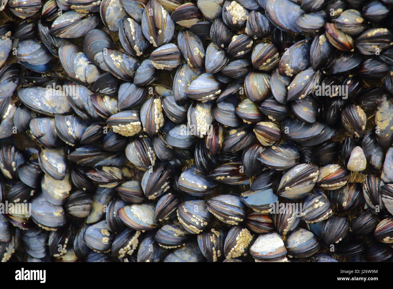 Un lit de moules bleues, Mytilus edulis, dans la zone intertidale à Cornwall, UK Banque D'Images