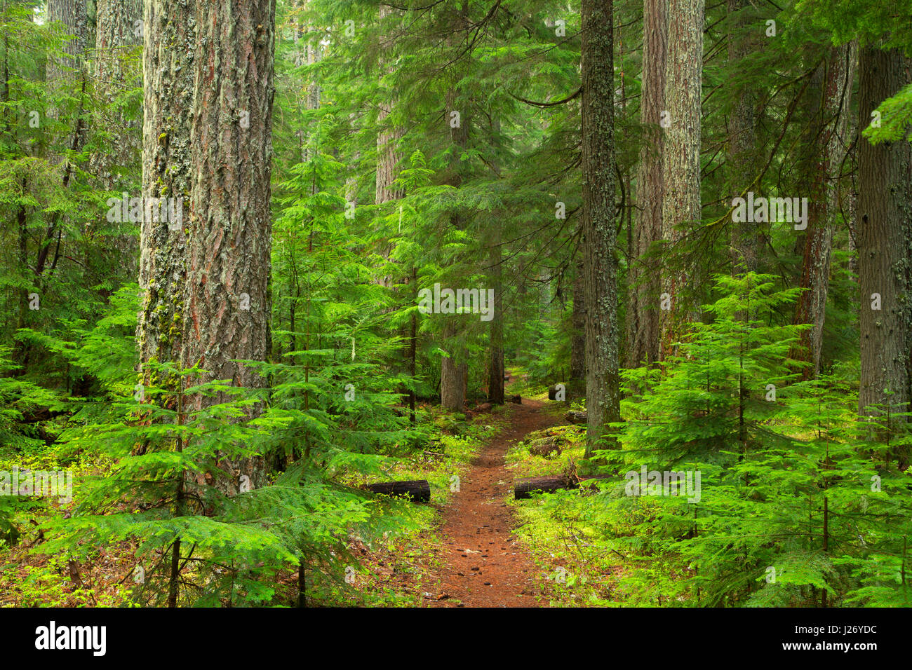 Le long de la forêt ancienne McKenzie River National Recreation Trail, forêt nationale de Willamette, McKenzie Pass-Santiam Pass National Scenic Byway, Oregon Banque D'Images