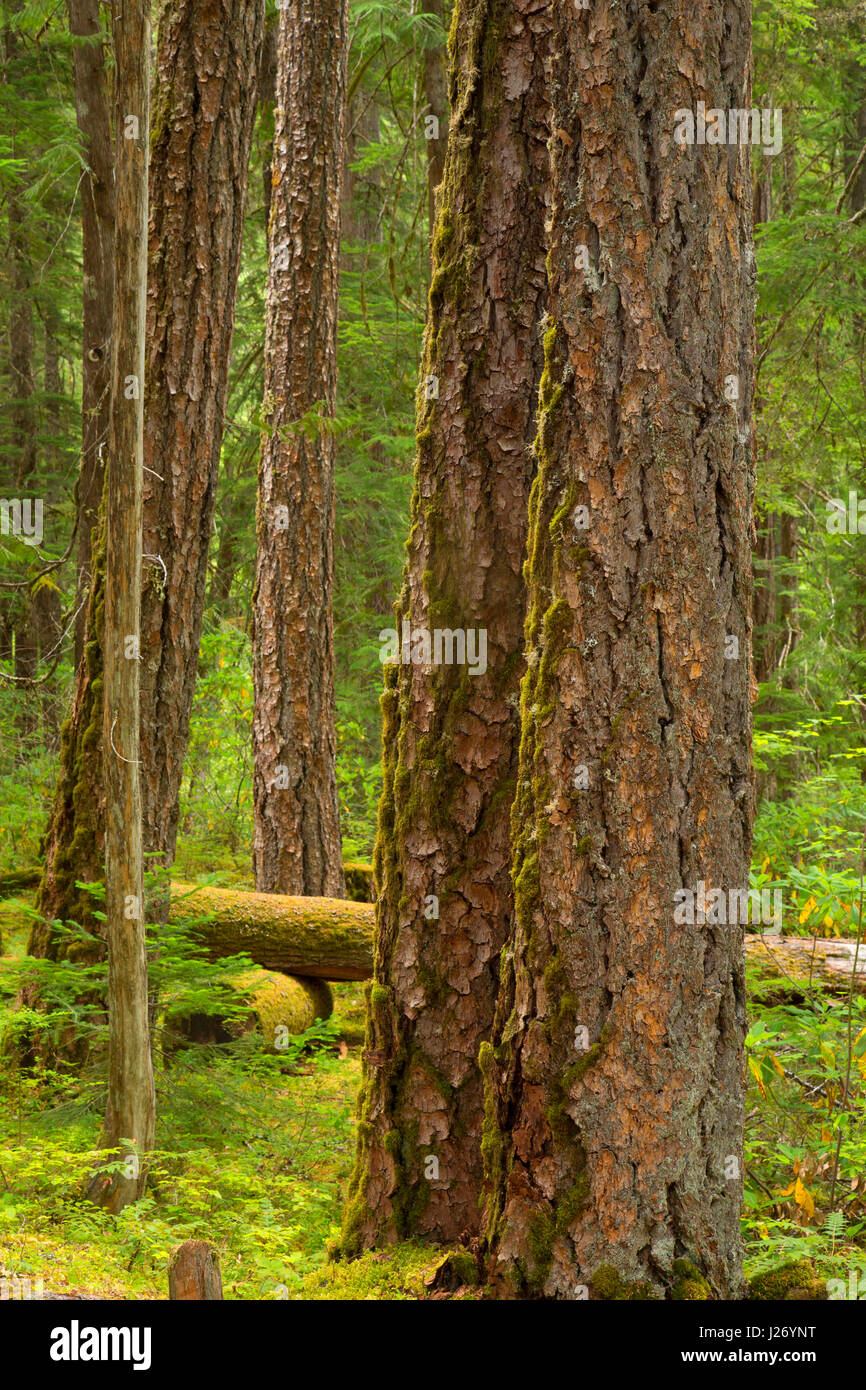 Forêt ancienne du sud le long de la Gorge de Breitenbush National Recreation Trail, forêt nationale de Willamette, Oregon Banque D'Images