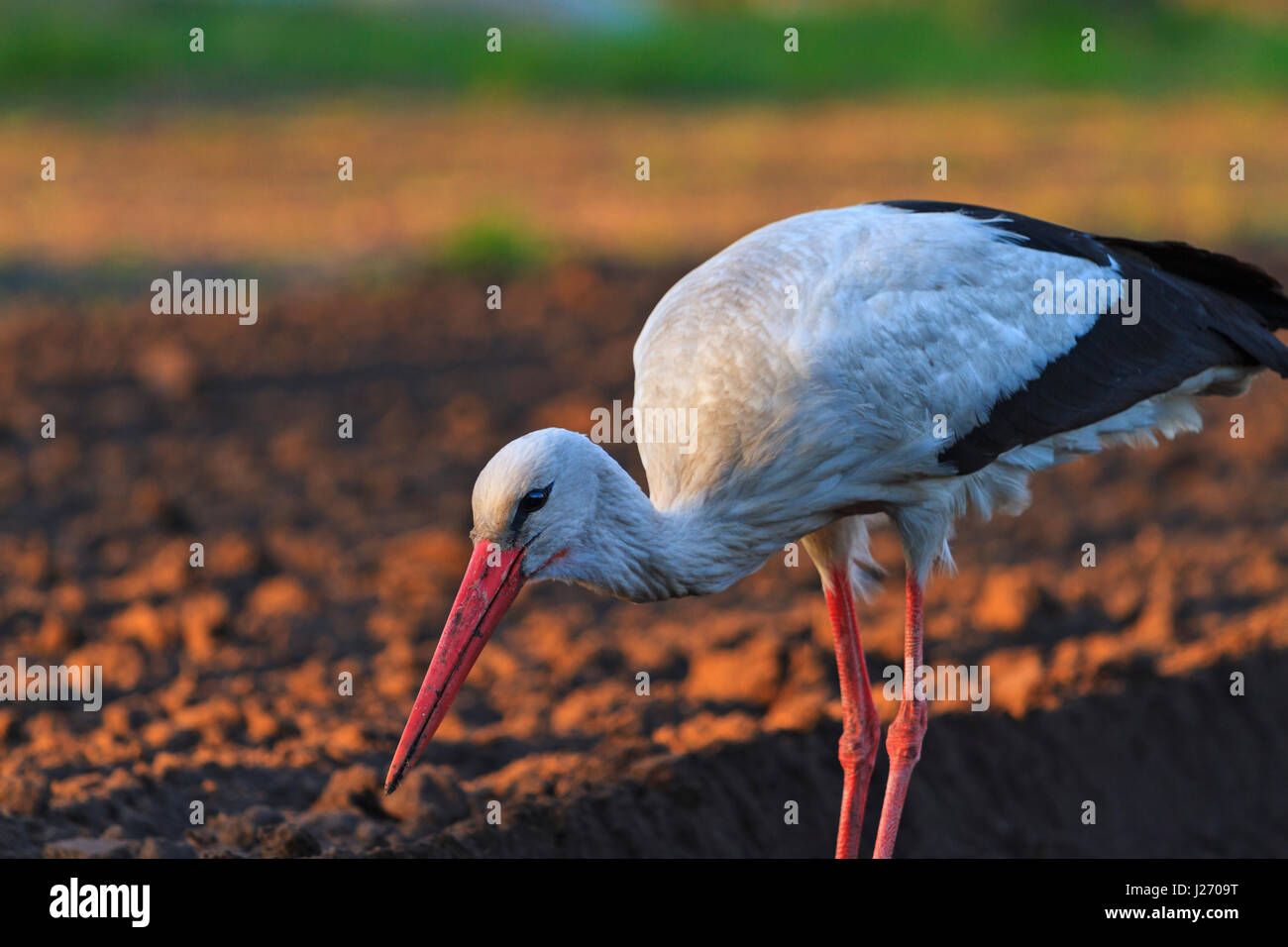 Cigogne Blanche coucher du soleil les voies d'insectes et d'amphibiens, la vie sauvage Banque D'Images