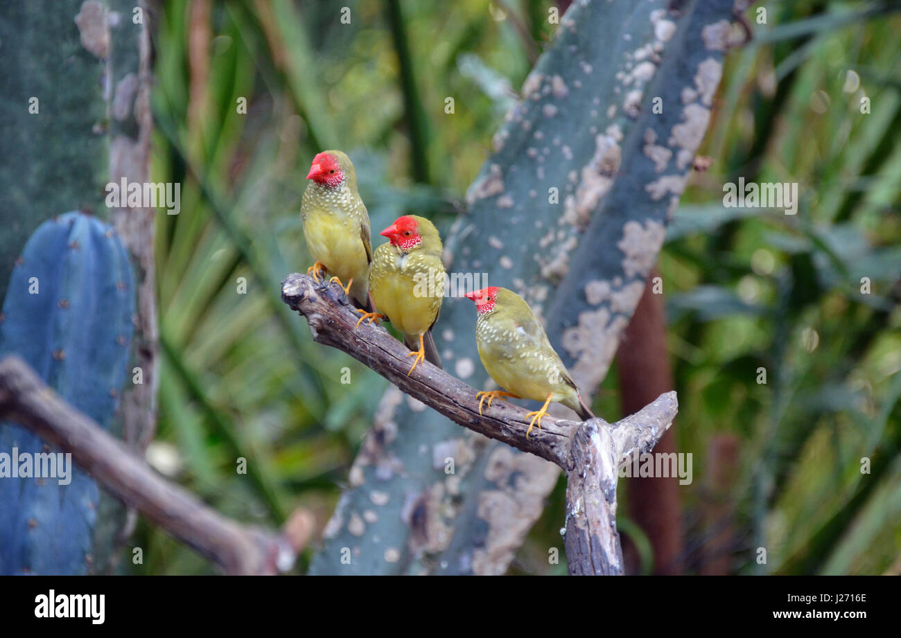 Trois jolies étoiles finches assis sur branch Banque D'Images