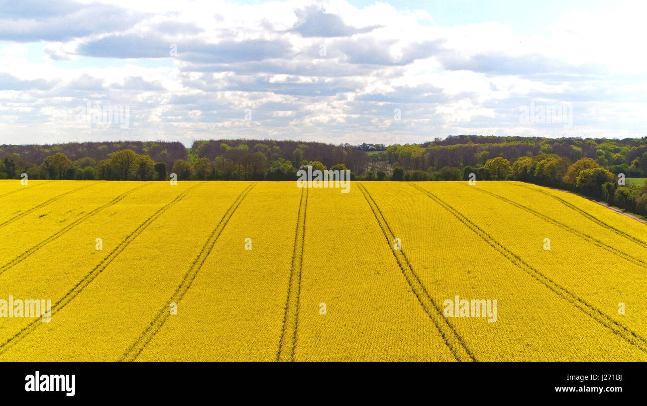 Une vue aérienne d'un champ plein de colza à North Waltham, Hampshire, comme l'explosion de météorologie arctique qui a apporté de la neige du nord de l'Écosse continue à se déplacer vers le sud. Banque D'Images