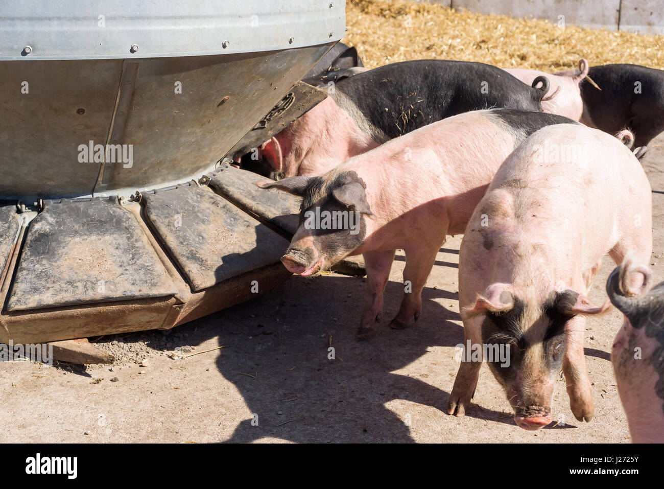 Alimentation L'alimentation des porcs à partir d'un silo à l'extérieur. Banque D'Images