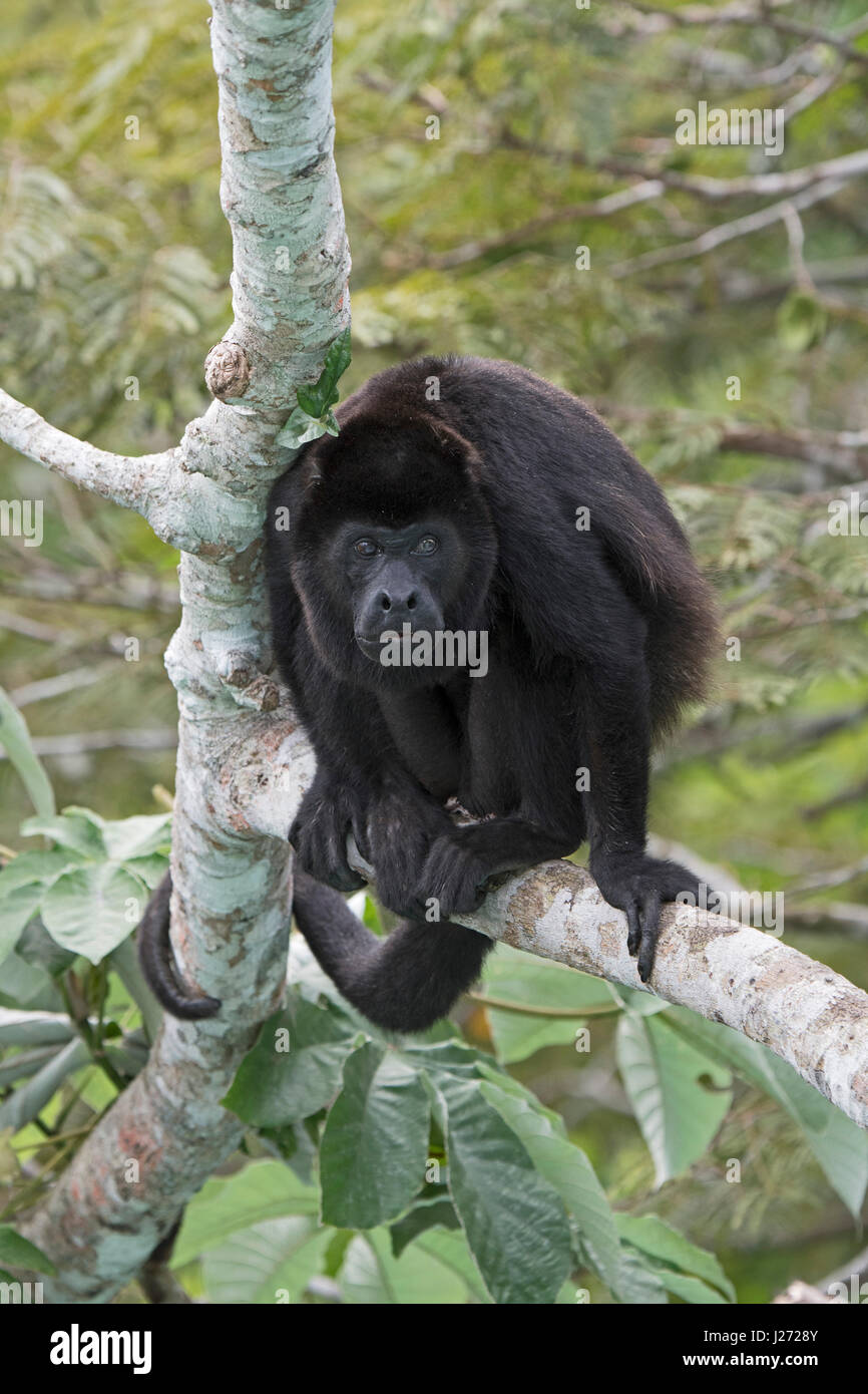 Hurleurs Alouatta palliata (manteau) mâle alpha du groupe Panama Banque D'Images