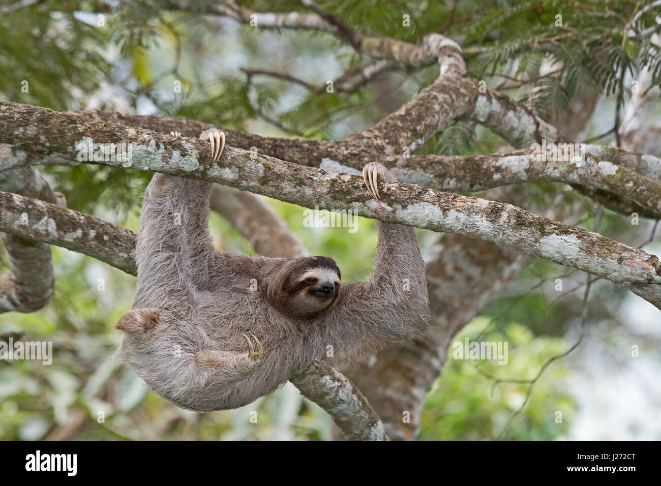 Brown-throated Sloth (Bradypus variegatus) de Trois-toed Sloth famille, femme Panama Banque D'Images