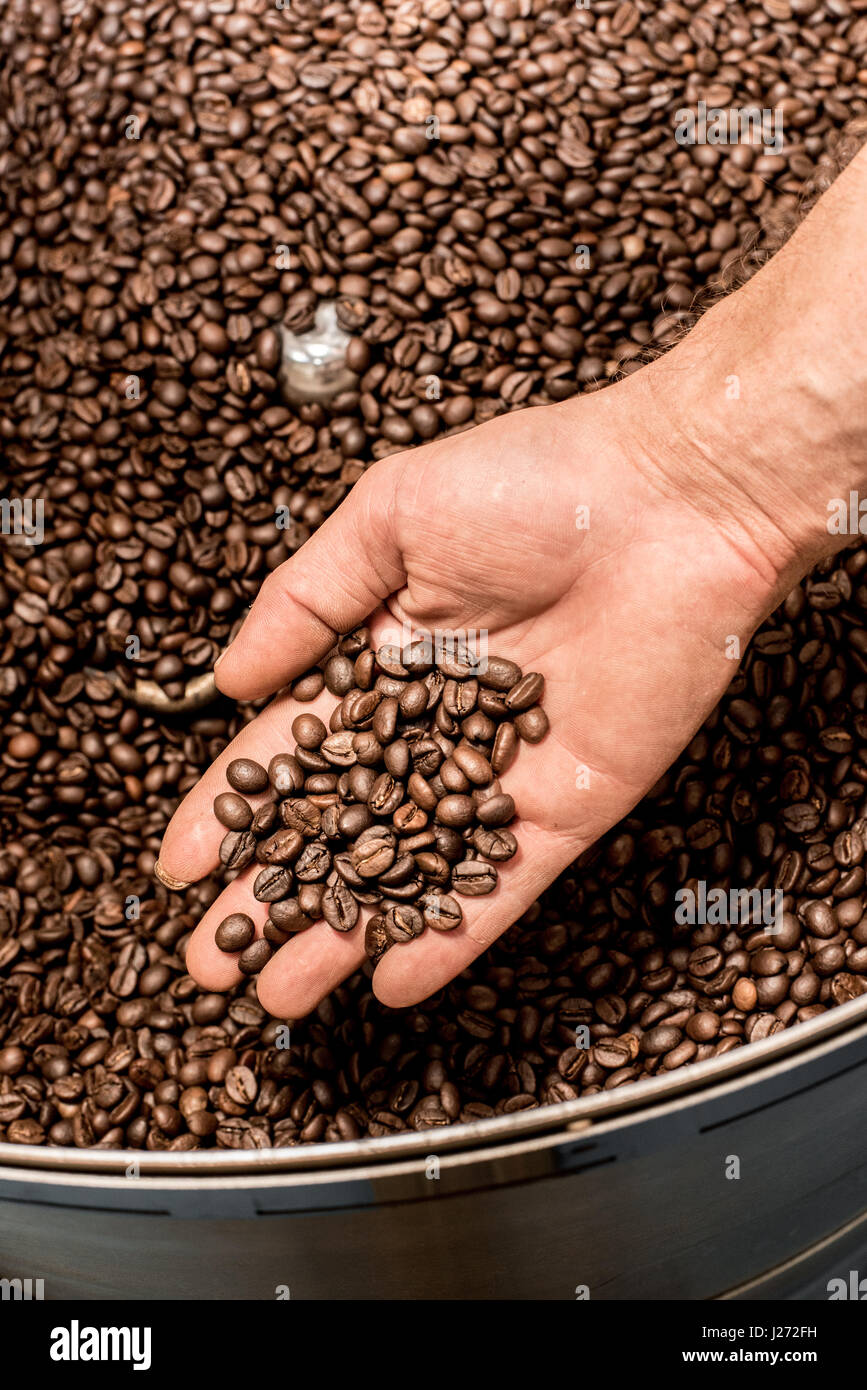 Les grains de café fraîchement torréfié Banque D'Images