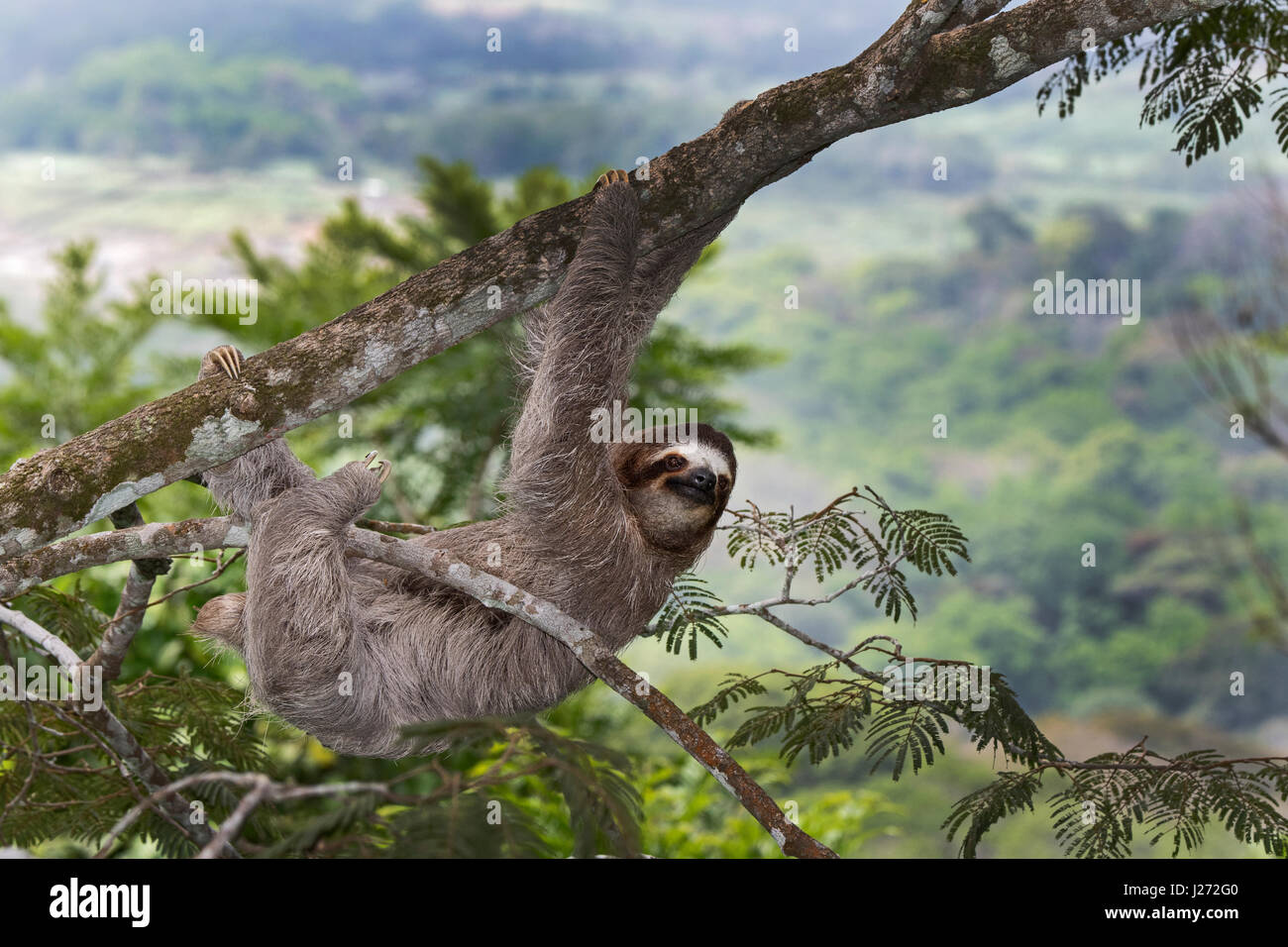 Brown-throated Sloth (Bradypus variegatus) de Trois-toed Sloth famille, femme Panama Banque D'Images