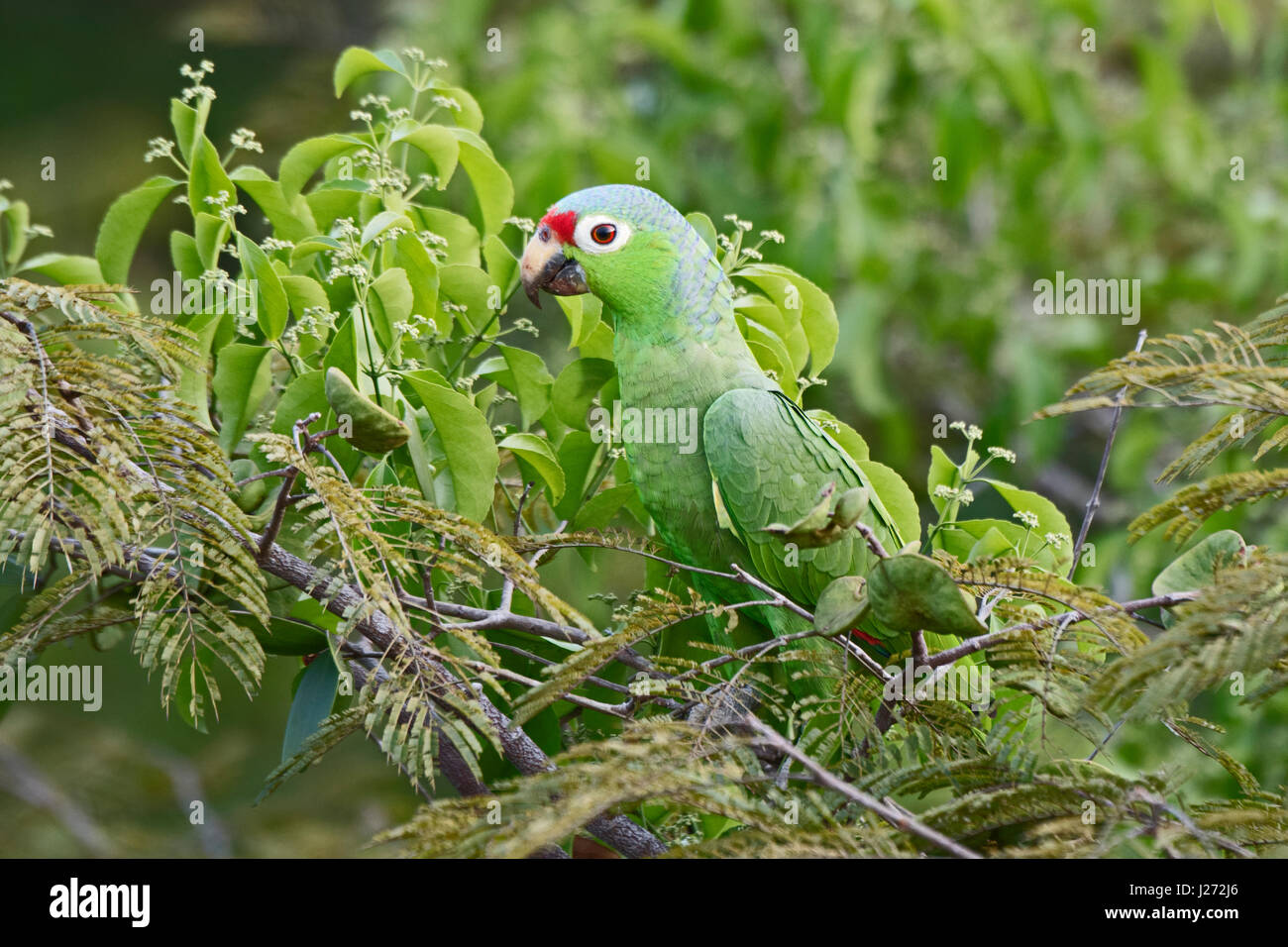 Red-lored Parrot Amazona autumnalis Darién au Panama Banque D'Images