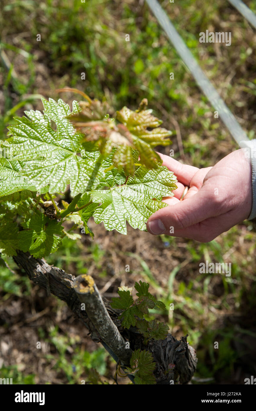 Contrôle de la croissance et la santé des vignes dans un vignoble Banque D'Images